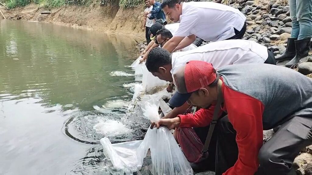 PT.BSP Nagan Raya menaburkan kurang lebih 3000 bibit ikan nila dan emas