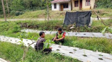 Babinsa Koramil 10/Pantan Cuaca Mendampingi Petani Menanam Tomat