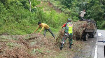 Babinsa Koramil 10 /Pantan cuaca Bantu Petani Panen Sere Wangi Di Wilayah Desa Binaan