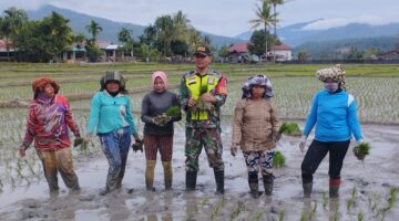 Babinsa Pos Ramil Dabun Gelang Koramil 03/Bkj membantu Petani Tanam Padi Wujudkan Ketahanan Pangan