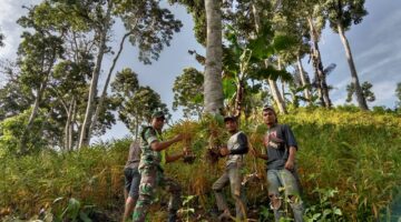 Babinsa Koramil 09/Putri Betung, Bantu Warga Desa Binaan Panen Jahe, di Desa Gumpang Lempuh