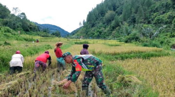 Sukseskan Ketahanan Pangan, Babinsa Bantu Petani Panen Padi