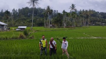 Babinsa Dampingi Warga Meninjau Lahan Tanaman Padi Milik Warga Binaan