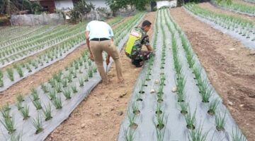 Tingkatkan Produksi bawang merah, Babinsa dampingi Petani dalam pemeliharaan