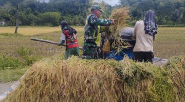 Aktif Lakukan Pendampingan, Babinsa Pos Ramil Dabun Gelang Bantu Petani Rontokan Padi