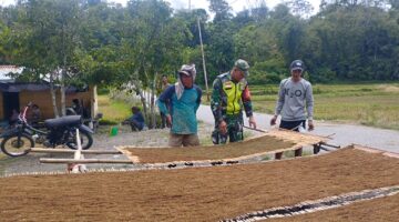 Babinsa Pos Ramil Dabun Gelang Bantu Proses Penjemuran Tembakau Petani Desa Binaan