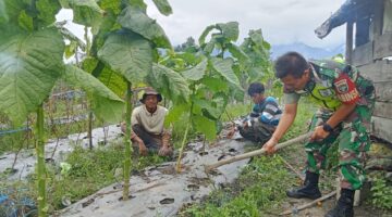 Babinsa Koramil 07/Blangjerango Bantu Perawatan Tembakau di Desa Ketukah