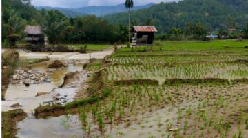 Belasan Hektare Sawah  Masyarakat Kampung Cane Toa di Terjang Banjir