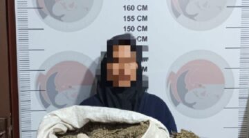 Polisi Berhasil Amankan 3,7 Kg Ganja, Dari Seorang Nenek Berusia 57 Tahun.