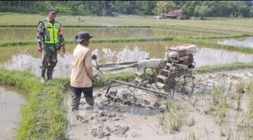 Babinsa Desa Badak Pos Ramil Dabun Gelang dampingi petani bajak sawah gunakan Traktor