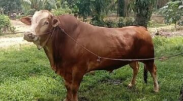 Dua Sapi Limousin dari Gayo Lues Jadi Hewan Kurban Presiden Prabowo