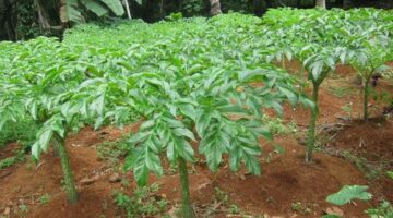 Budidaya Porang di Gayo Lues Meningkat, Potensi Ekonomi dan Pelestarian Hutan Semakin Terbuka