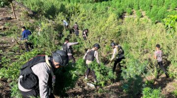 Brimob Polda Aceh Ungkap 25 Hektare Ladang Ganja, Sita 180 Ton Barang Bukti di Nagan Raya