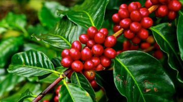 Pemkab Gayo Lues Kembangkan 3.000 Hektare Lahan Perkebunan Lewat Program GERETEK, Dorong Ekonomi Kerakyatan