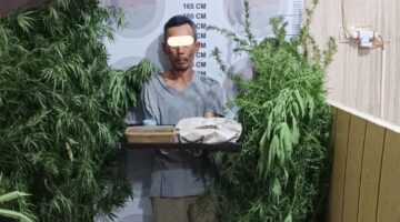 Ladang Ganja Diselipkan di Kebun Kopi, Polres Bener Meriah Tangkap Satu Pelaku