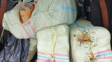 Kronologi Penangkapan Dua Pengedar Ganja Asal Gayo Lues di Langsa, BNN Sumut Amankan Delapan Karung Barang Bukti