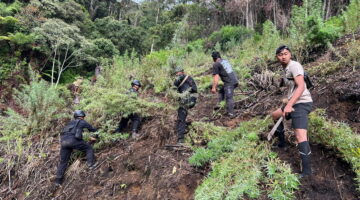 Brimob Aceh dan Polres Gayo Lues Ungkap Ladang Ganja 23 Hektar di Pegunungan Agusen