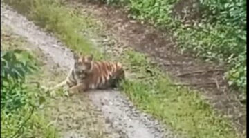 Harimau Sumatera Terekam Warga Lesten, Kepanikan Melanda Permukiman