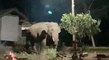 Sejumlah Gajah Liar Masuki Pekarangan SD dan TK di Pantan Sinaku