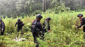 Brimob Aceh, Back Up Direktorat Tipidnarkoba Bareskrim Dalam Rangka Ops Ladang Ganja