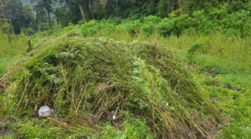 Peran Aktif Bea Cukai Langsa dalam Operasi Pemusnahan 51,75 Hektare Ladang Ganja di Gayo Lues