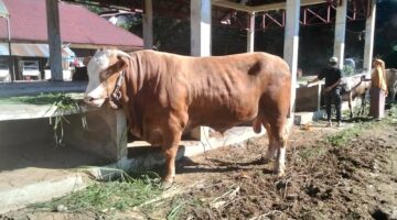 Warga Buntul Kemumu Sembelih 33 Hewan Kurban Termasuk Sapi Bantuan Presiden