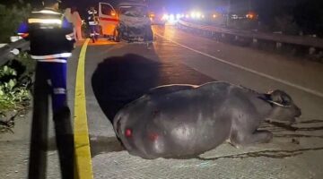 Ambulans Tabrak Kerbau di Tol Sibanceh, 1 Penumpang Luka Ringan