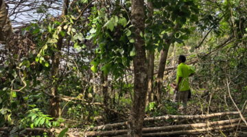 DOSA EKOLOGIS DI ATAS TANAH JARAHAN,Status Tersangka Para Kades Bongkar Borok Operasional dan Kejahatan Kehutanan PT AGM di Hulu Sungai Selatan