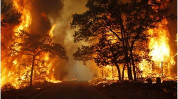 Negara Tak Boleh Lembek, Sanksi Berat Dijatuhkan kepada Perusahaan Pembakar Hutan di Kalimantan