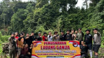 Polres Gayo Lues Musnahkan 53 Ribu Batang Ganja di Pegunungan Pining