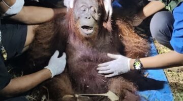 57.000 Orang Utan Kehilangan Habitat Akibat Karhutla, Kematian Massal Tak Tercatat
